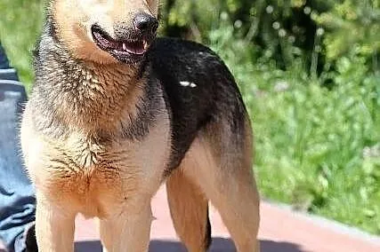 POLA - z ucholami jak radary do adopcji