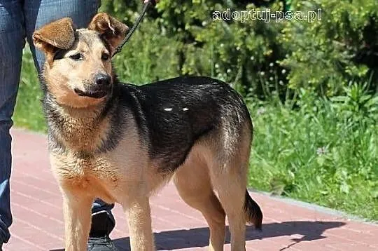 POLA - z ucholami jak radary do adopcji
