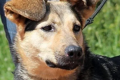 POLA - z ucholami jak radary do adopcji
