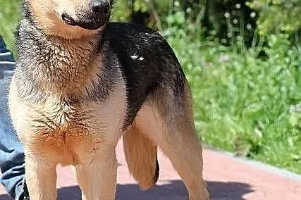 POLA - z ucholami jak radary do adopcji