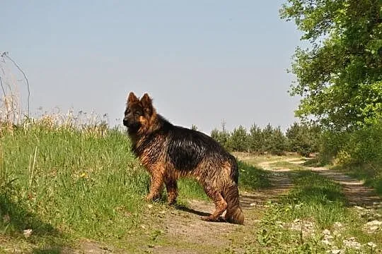 Owzarek niemiecki krótkowłose i długowłose