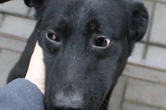 Zuzia - urocza sunia szuka domu