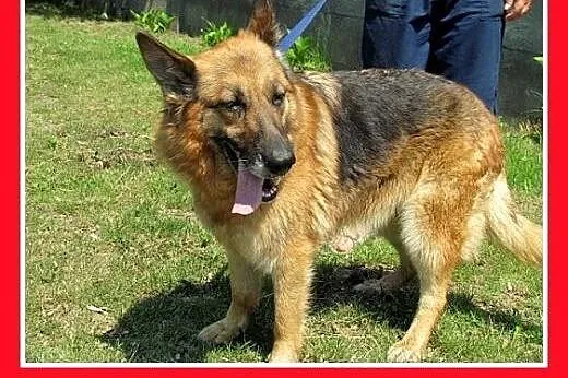 Owczarek,łagodna,ufna suka w schronisku błaga o do