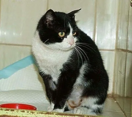 Śliczna Melisa szuka domu!!!, mazowieckie Warszaw