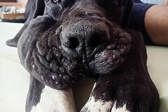 Dog Niemiecki, szczeniak 10 miesięcy, Małopolskie, Kraków