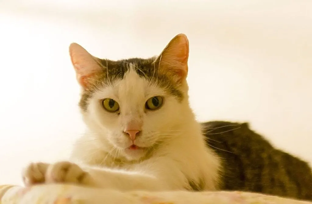 Antoś - młody kocurek czeka na adopcję, Łódzkie, Łódź