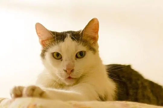 Antoś - młody kocurek czeka na adopcję, Łódzkie, Łódź