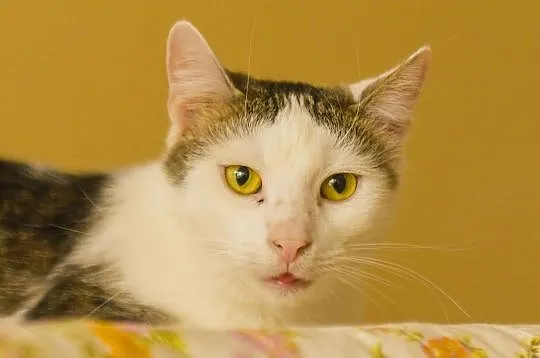 Antoś - młody kocurek czeka na adopcję, Łódzkie, Łódź
