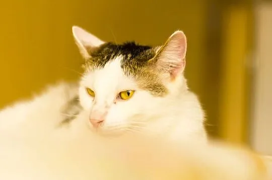 Antoś - młody kocurek czeka na adopcję, Łódzkie, Łódź