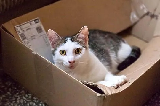 Antoś - młody kocurek czeka na adopcję, Łódzkie, Łódź