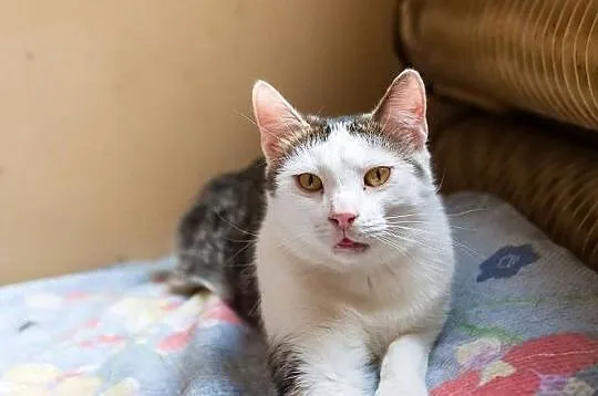 Antoś - młody kocurek czeka na adopcję, Łódzkie, Łódź