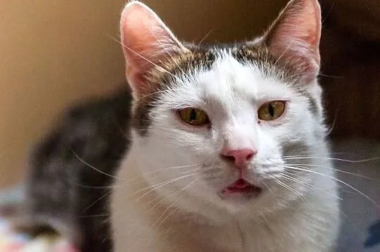 Antoś - młody kocurek czeka na adopcję, Łódzkie, Łódź