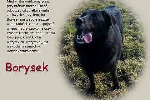 Borysek to ideal,  małopolskie Kraków