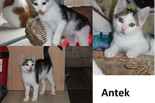 Antek- 3 miesięczny kociak,  łódzkie Łódź