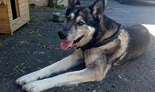 Sam, idealny pies rodzinny, łagodny i grzeczny ADO