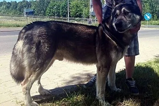 Sam, idealny pies rodzinny, łagodny i grzeczny ADO