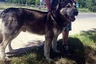 Sam, idealny pies rodzinny, łagodny i grzeczny ADO