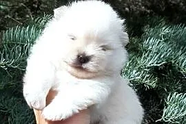 Szpic miniaturowy pomeranian miś