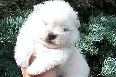 Szpic miniaturowy pomeranian miś