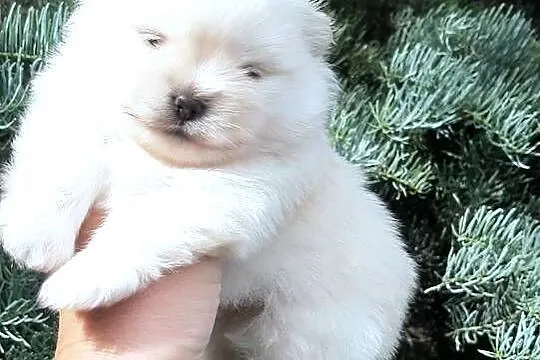 Szpic miniaturowy pomeranian miś, Łódzkie, Pabianice
