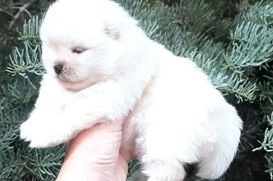 Szpic miniaturowy pomeranian miś, Łódzkie, Pabianice