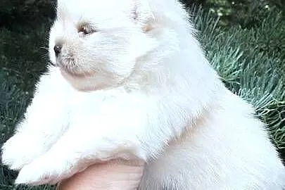 Szpic miniaturowy pomeranian miś, Łódzkie, Pabianice