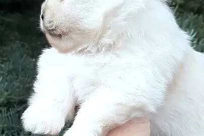 Szpic miniaturowy pomeranian miś, Łódzkie, Pabianice