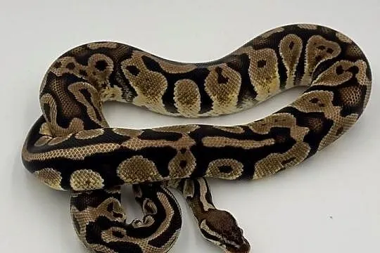 Pastel het pied samica Pyton królewski/ regius wąż gad