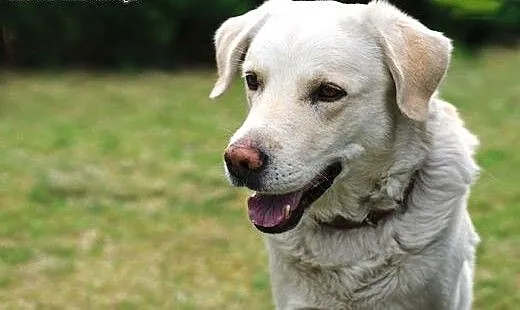 Oskar-biszkoptowy labrador pilnie szuka domu, kuj