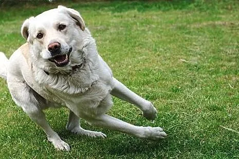 Oskar-biszkoptowy labrador pilnie szuka domu,  kuj