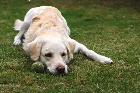 Oskar-biszkoptowy labrador pilnie szuka domu,  kuj