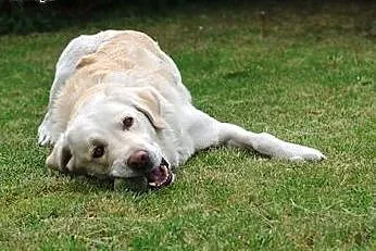 Oskar-biszkoptowy labrador pilnie szuka domu,  kuj