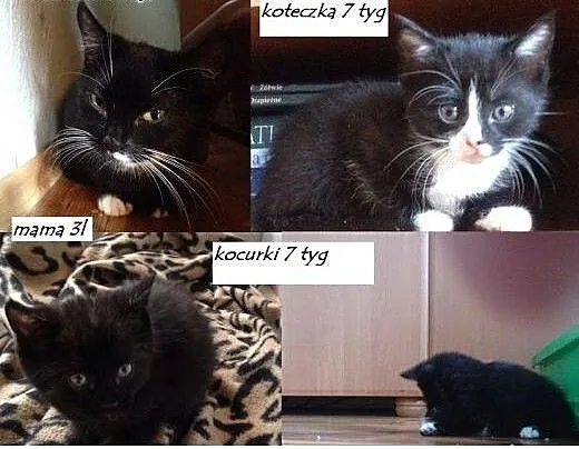 Kotki do adopcji, śląskie Bytom