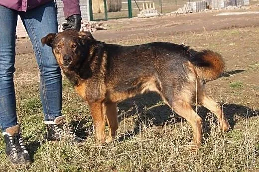 Douglas skrzywdzony psiak szuka domu,  wielkopolsk