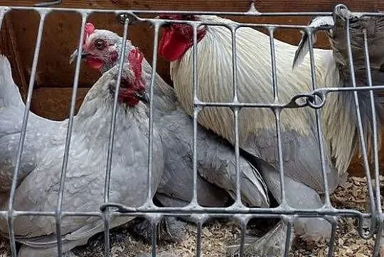 Karzełek Łapciaty, Podkarpackie, Łańcut