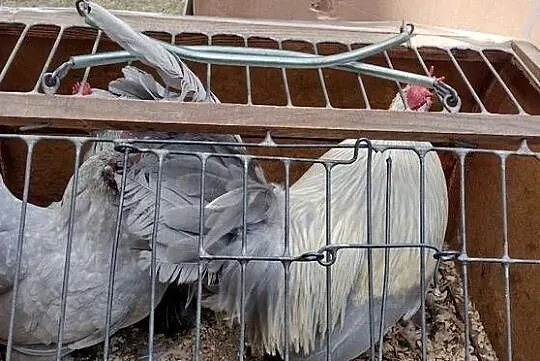 Karzełek Łapciaty, Podkarpackie, Łańcut