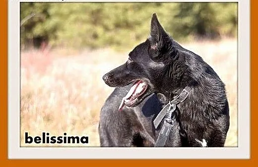 BELISSIMA,owczarek mix,łagodna,delikatna,wrażliwa