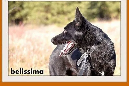 BELISSIMA,owczarek mix,łagodna,delikatna,wrażliwa 