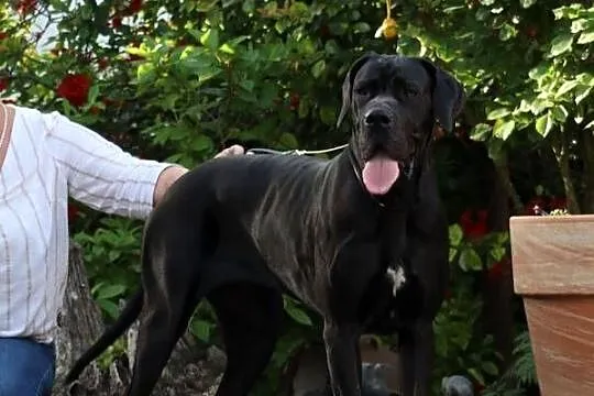 Dog niemiecki, Kujawsko-pomorskie, Procyń