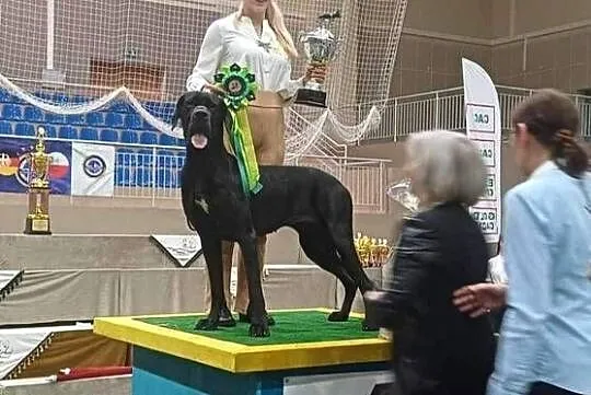 Dog niemiecki, Kujawsko-pomorskie, Procyń