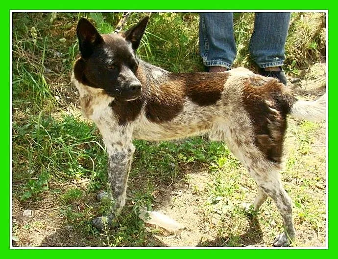 2 letni, mały 9 kg,łagodny psiak FENEK,cichy,spoko