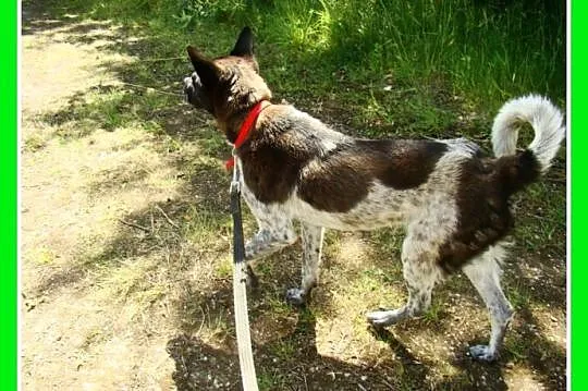 2 letni, mały 9 kg,łagodny psiak FENEK,cichy,spoko