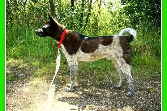 2 letni, mały 9 kg,łagodny psiak FENEK,cichy,spoko