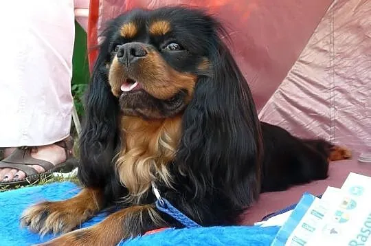 REPRODUKTOR Cavalier King Charles Spaniel FLOREK K