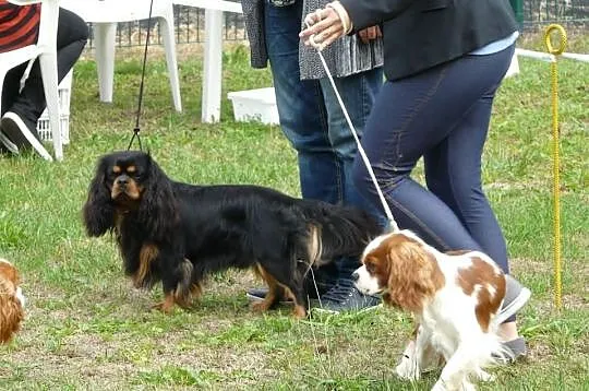 REPRODUKTOR Cavalier King Charles Spaniel FLOREK K