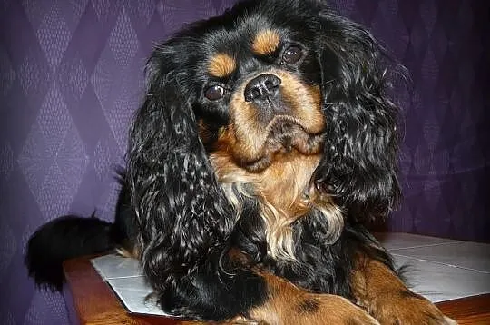 REPRODUKTOR Cavalier King Charles Spaniel FLOREK K