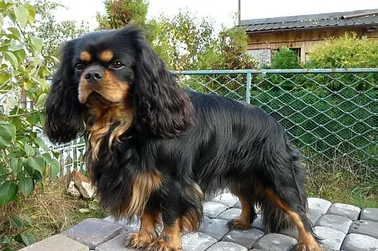 REPRODUKTOR Cavalier King Charles Spaniel FLOREK K