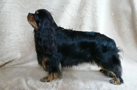 REPRODUKTOR Cavalier King Charles Spaniel FLOREK K
