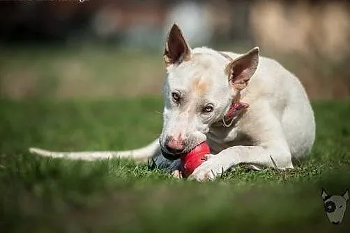 Młodziutka Cleo wciąż czeka na dom,  Pozostałe ras