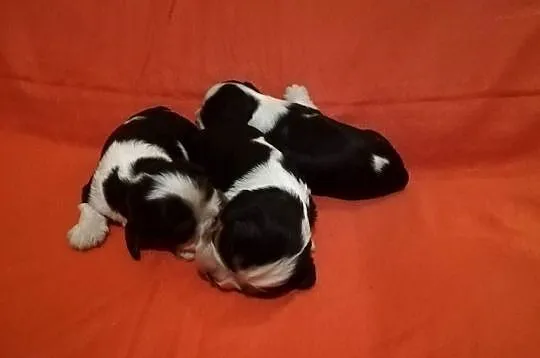 Cavalier King Charles spaniel, Mazowieckie, Garwolin
